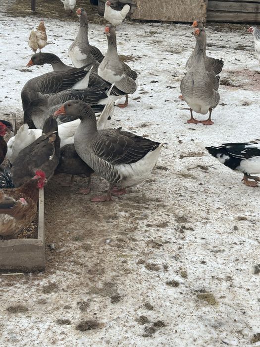 Продаю гусей крупных серых