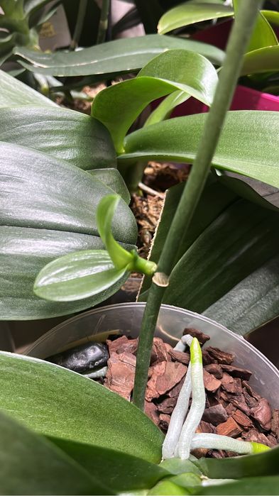 Орхидея, пересадка и реанимация