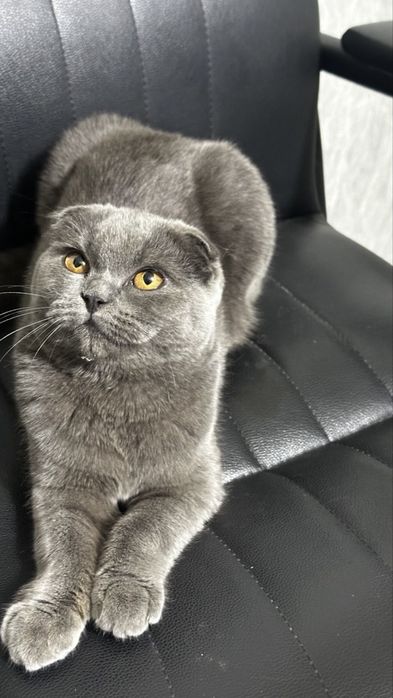 Скоттиш Фолд (Только в хорошие руки)
