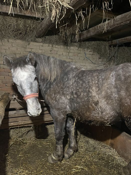 Schimb pecheron original de un an, nu ofer diferență nici transport