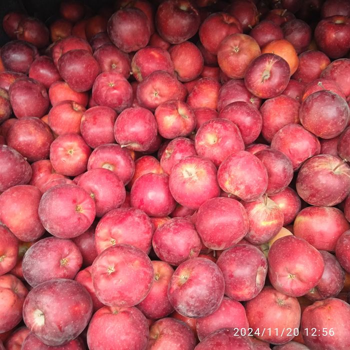 Яблоки Сорта Амириканка