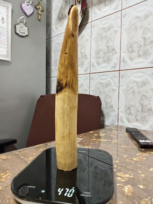 Corn hipopotam nesculptat