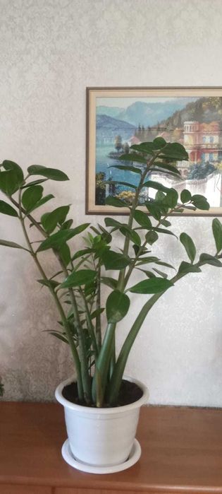 Продам комнатные растения,цветы