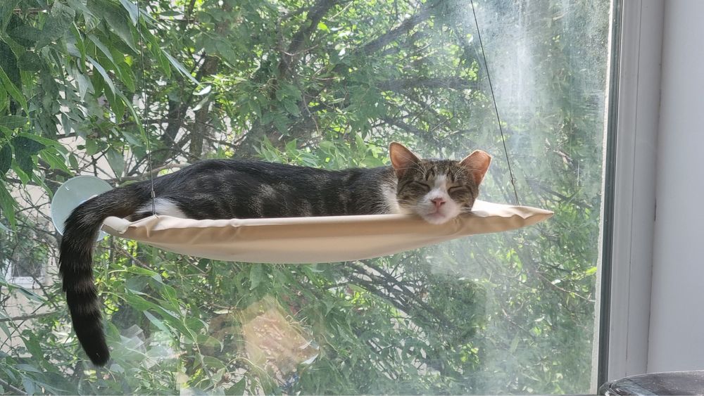 Adopție – Două pisici minunate își caută o nouă casă!