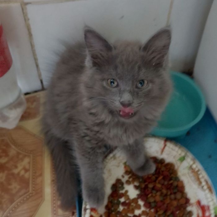 Котята мальчики .
