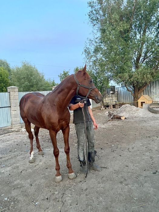 Продам Айгыра 6 лет англо араб