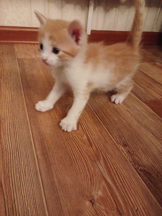 Котята мальчики и девочки