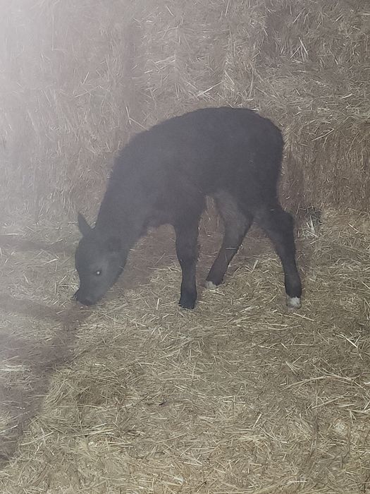 Бузау сатылады сут ишетин