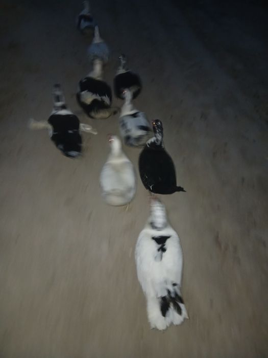 Индиуткалар  сотилади