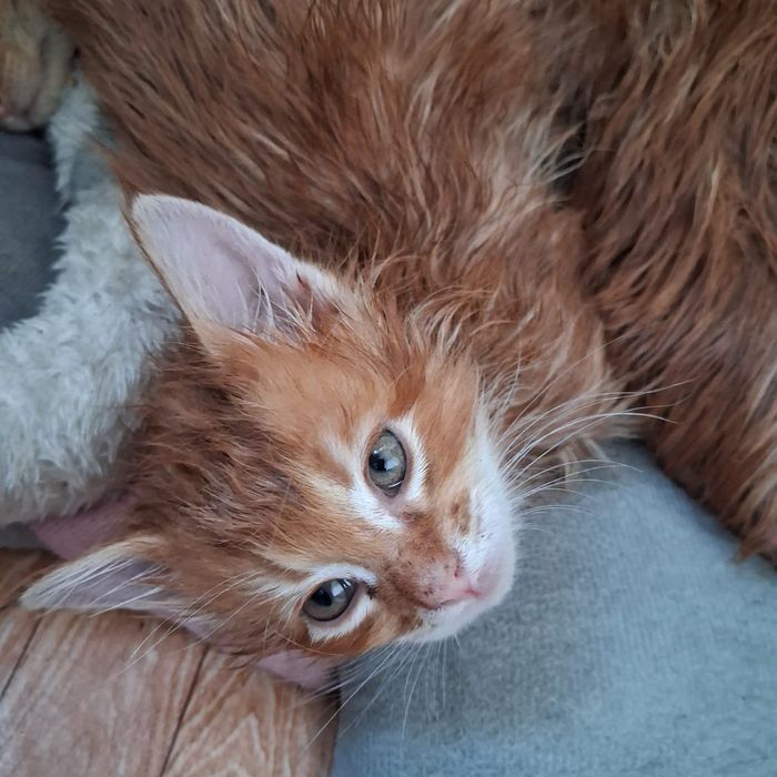 Мейн кун продажа