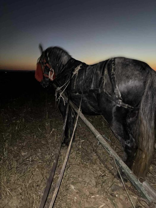 Vând pereche cai castrați kwp