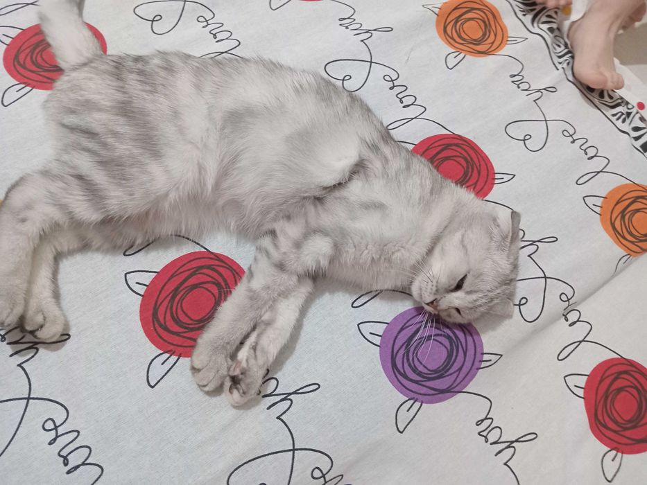 Scottish Fold (Шотландиялық салпаңқұлақ)