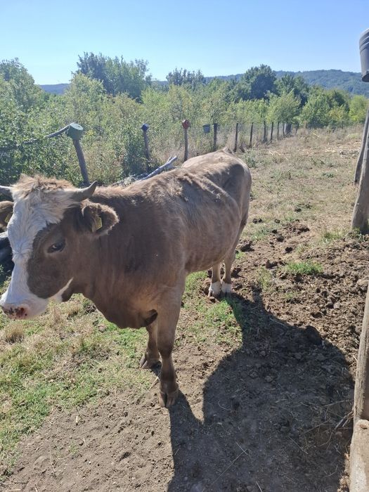 Vand juninca 1 an jumatate