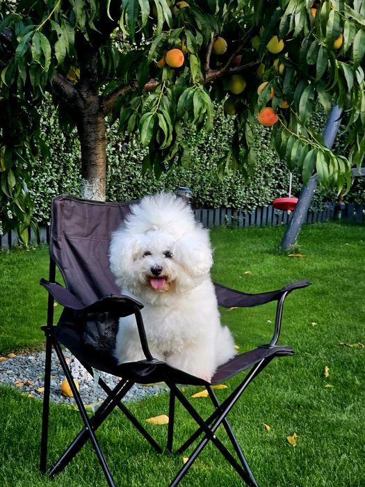 Pui Bichon Frise Pedigree FCI
