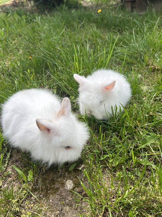 Vand iepurasi de casa