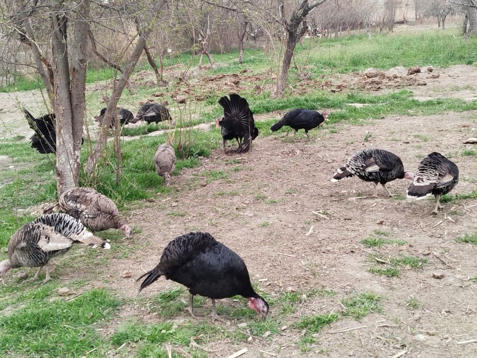 Куркалар сотилади  14 дона  Хамаси тухумда