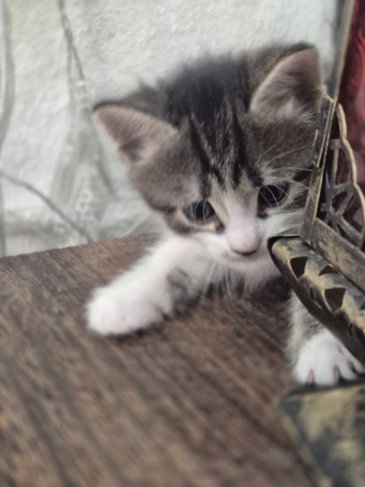 Котята бесплатно