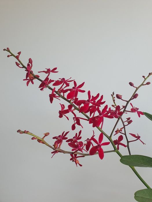 Arxideya Архидея