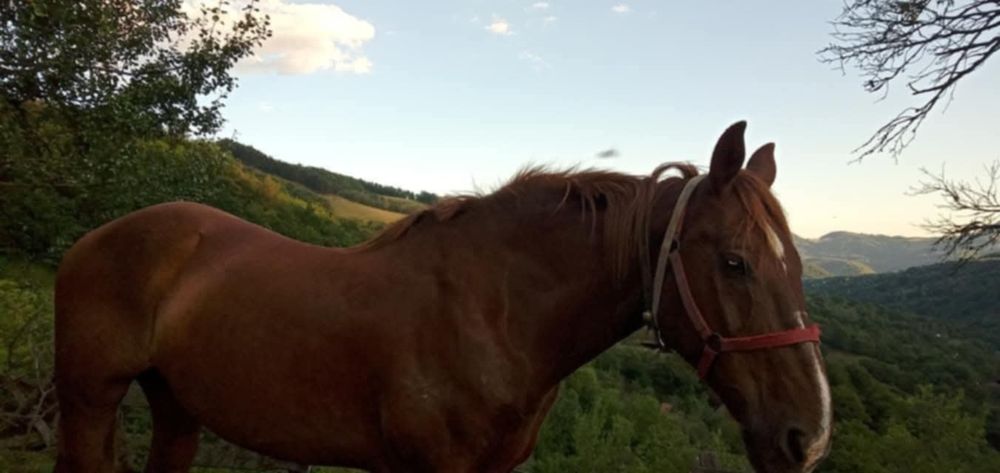 Cal bun de lucru disponibil