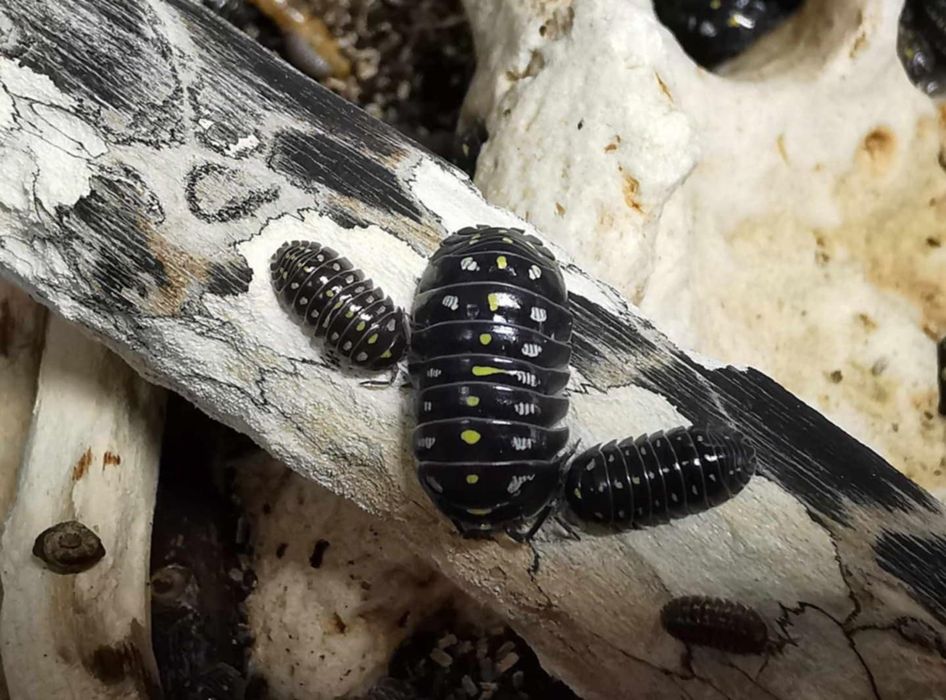 Izopode si miriapode