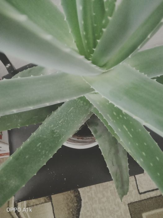 Личебной алоэ вера