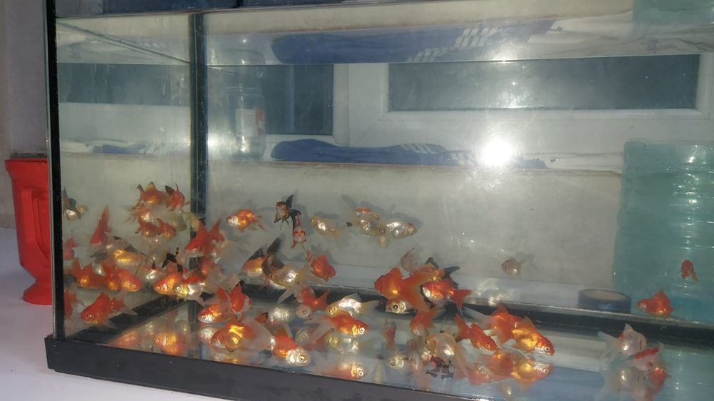 Pui carași diferite culori