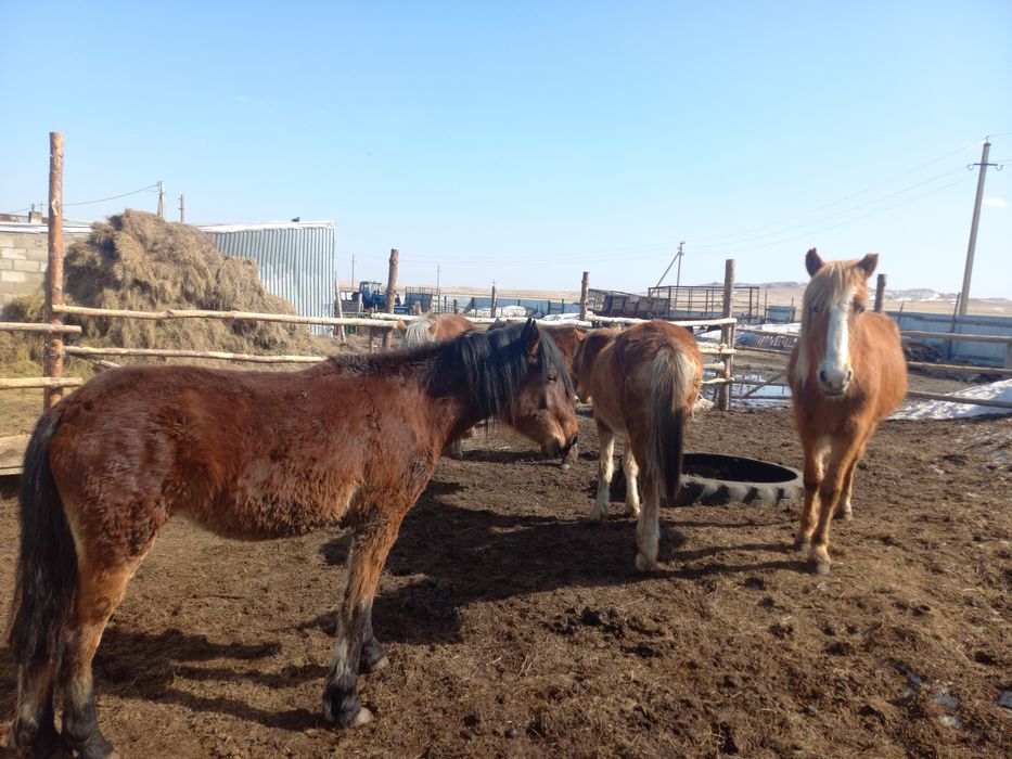 Продам байталдар