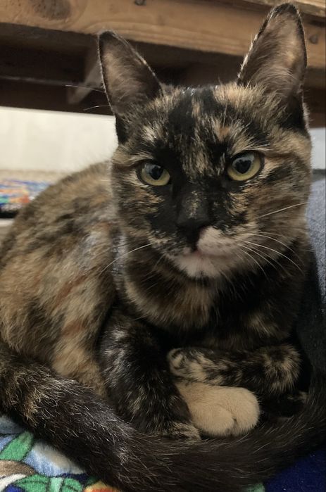 Продается домашняя черепаховая кошка.