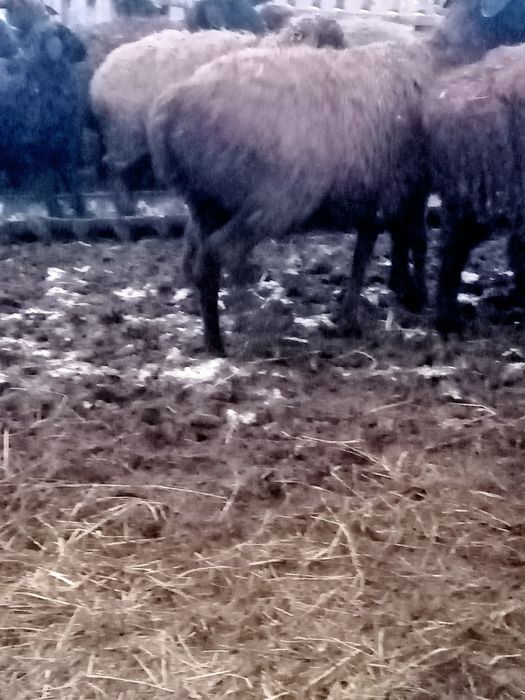 Продаются овечки с ягнятами