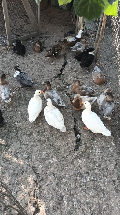 Rate pitica olandeza și gâște