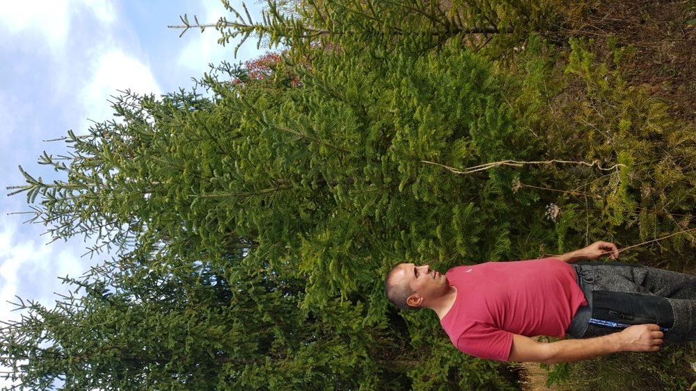 Vindem tuia pin brad argintiu