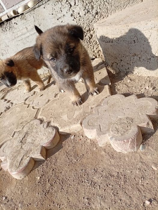 Отдам в добрые руки