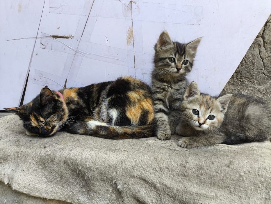 Отдам котят ,в добрые руки