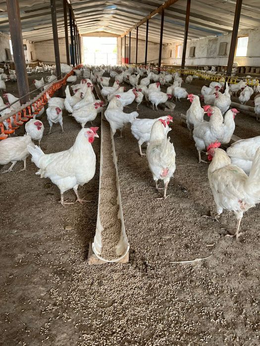 мини фабрика можно  как КХ