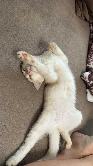 Отдам котенка в добрые руки!