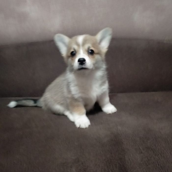 Милые Малыши Коржики