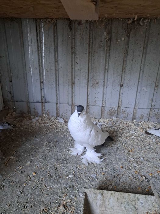 Vand porumbei indieni, rotati,gusati