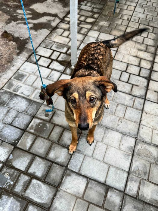 Отдам собаку ТОЛЬКО в хорошие руки