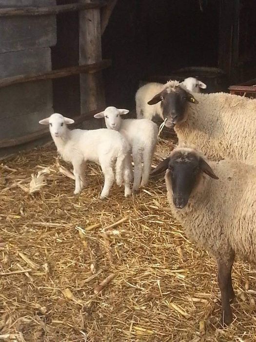 Агнета и овце екологично чисти