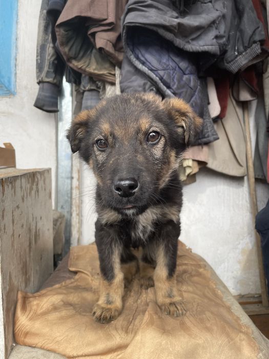 Отдам в добрые руки