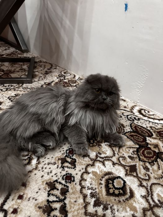 Britanskiy zotdor uzun yungli mushuk