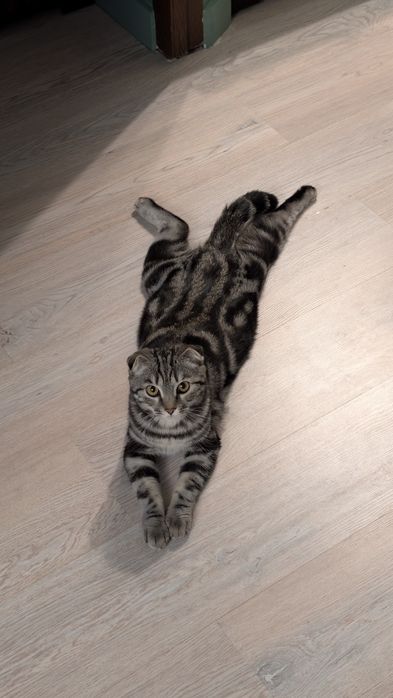 Ищем кота на случку