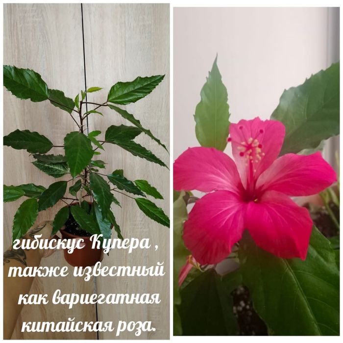 Продам комнатные растения