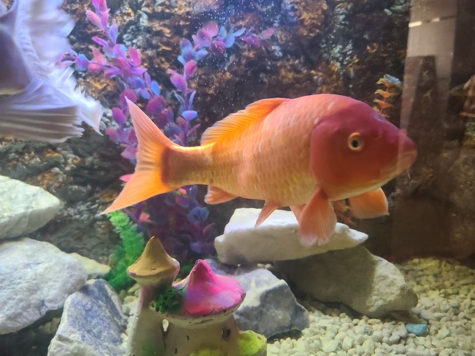 Akvarium baliqlari har xil turdagi.  O‘lchamlari katta.