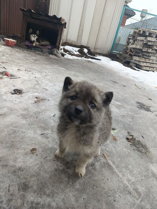 Отдам в хорошие руки