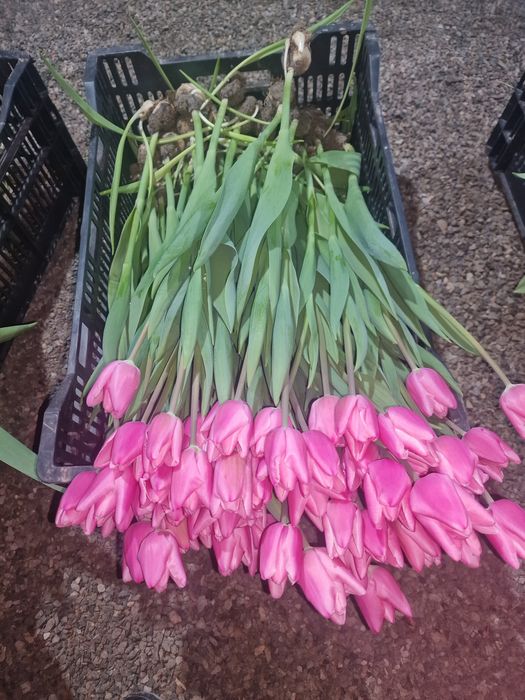 Тюльпаны крупные оптом бронь