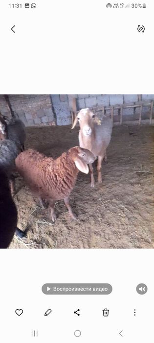 Буаз қой тоқтысымен сатылады