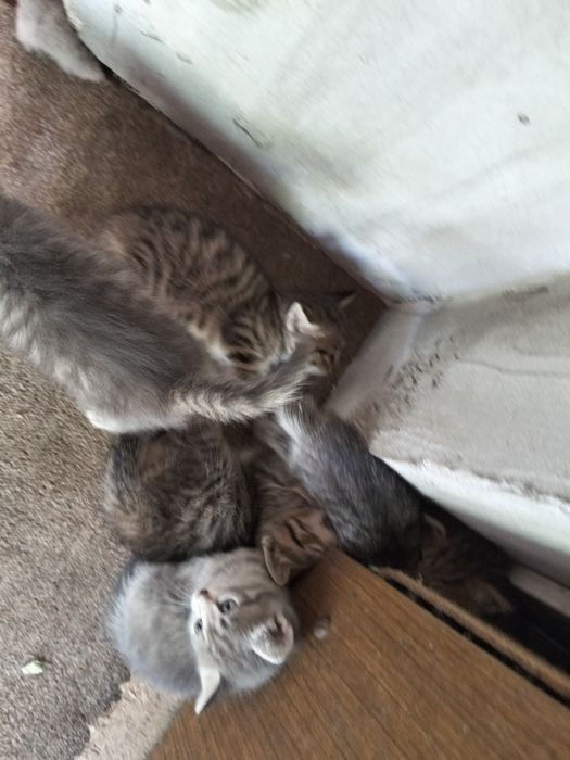 Котята ищут дом хороший