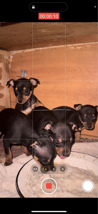 Продается щенки мини тойтерьер