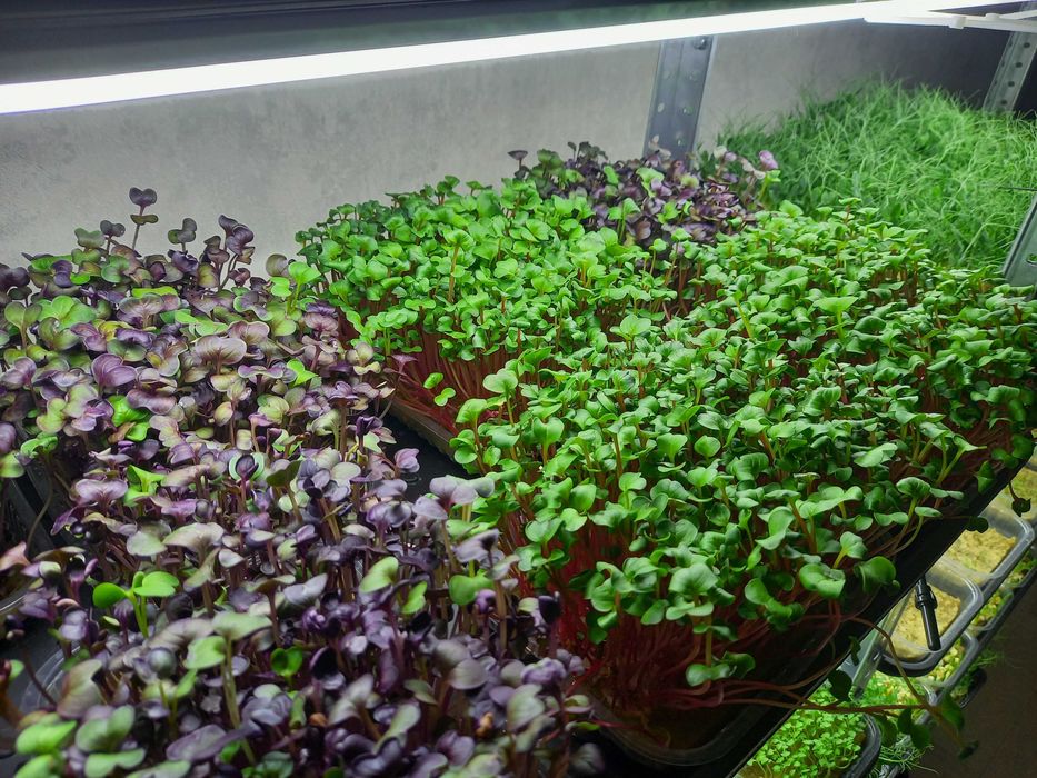 Семена для выращивания микрозелени